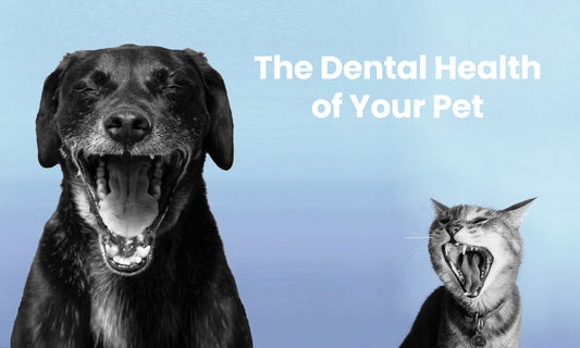 the pet guru professional natural pet health care cats dogs dental health