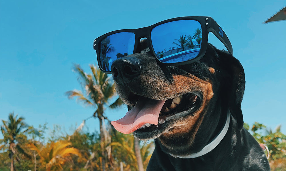 Summer Safety for our Pets