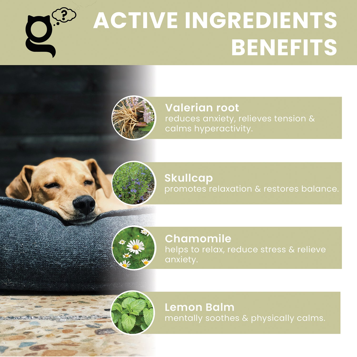 the pet guru natural calm guru - dog calming anti anxiety supplement drops - calm puppy - reduce dog fear - calm hyperactive behaviour