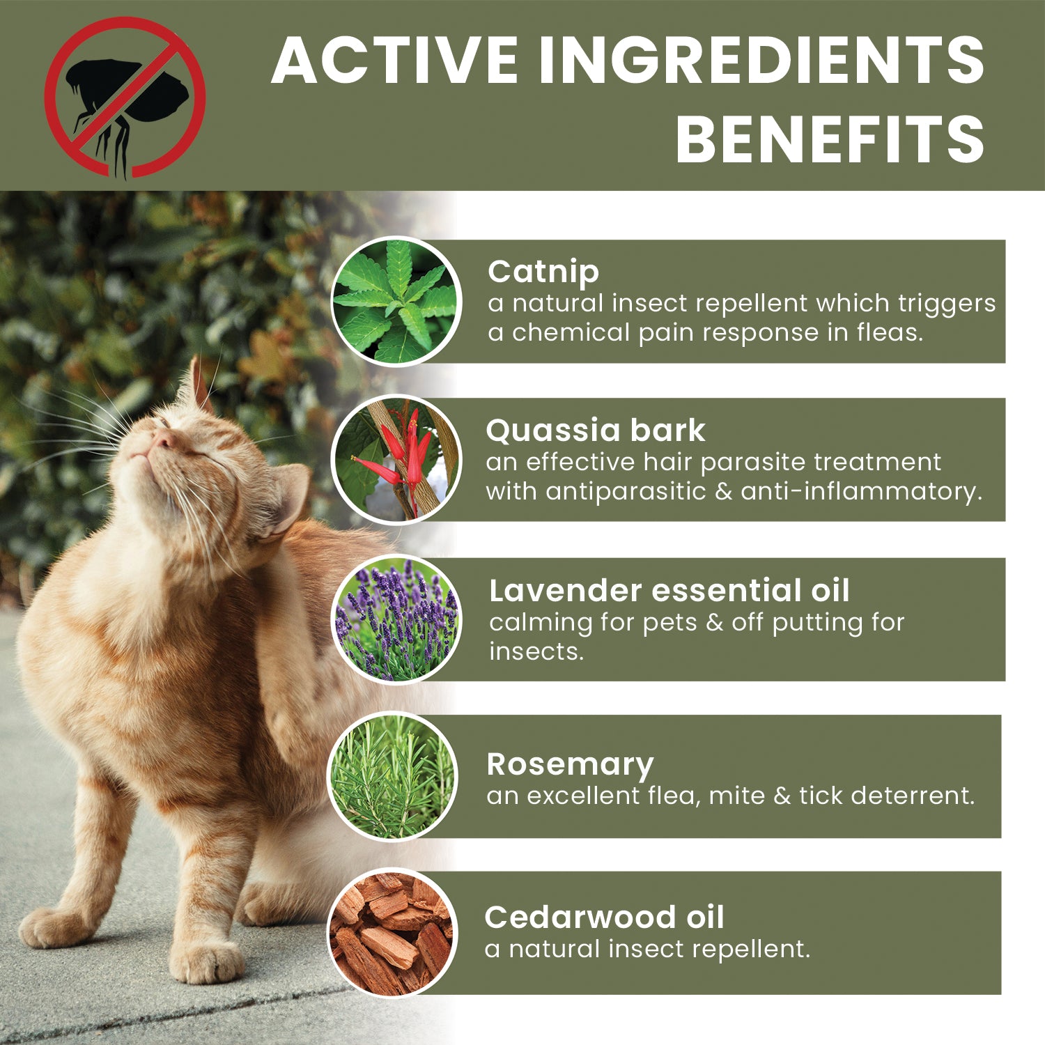 Non chemical flea treatment for cats best sale