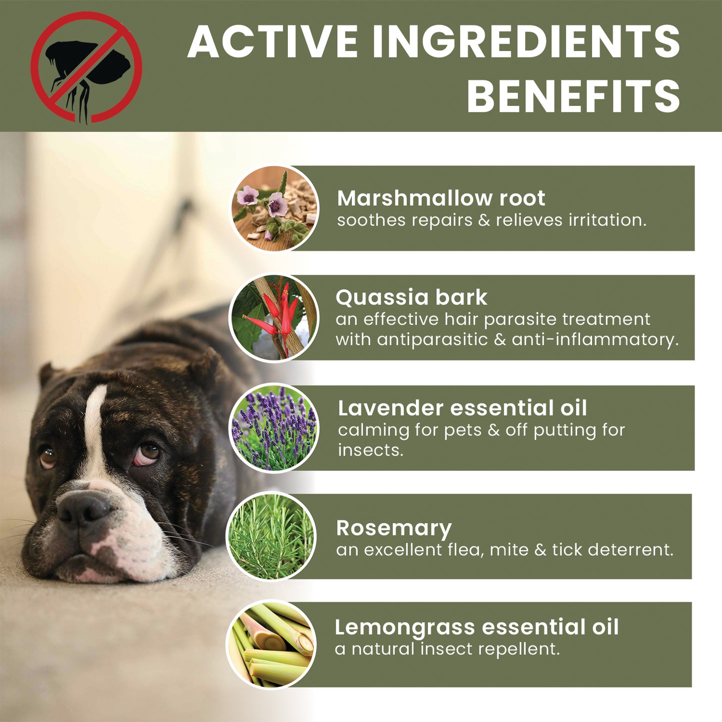 the pet guru natural flea spot on treatment for dogs  - ingredients benefits - natural flea treatment - dog flea spot on - flea control dogs