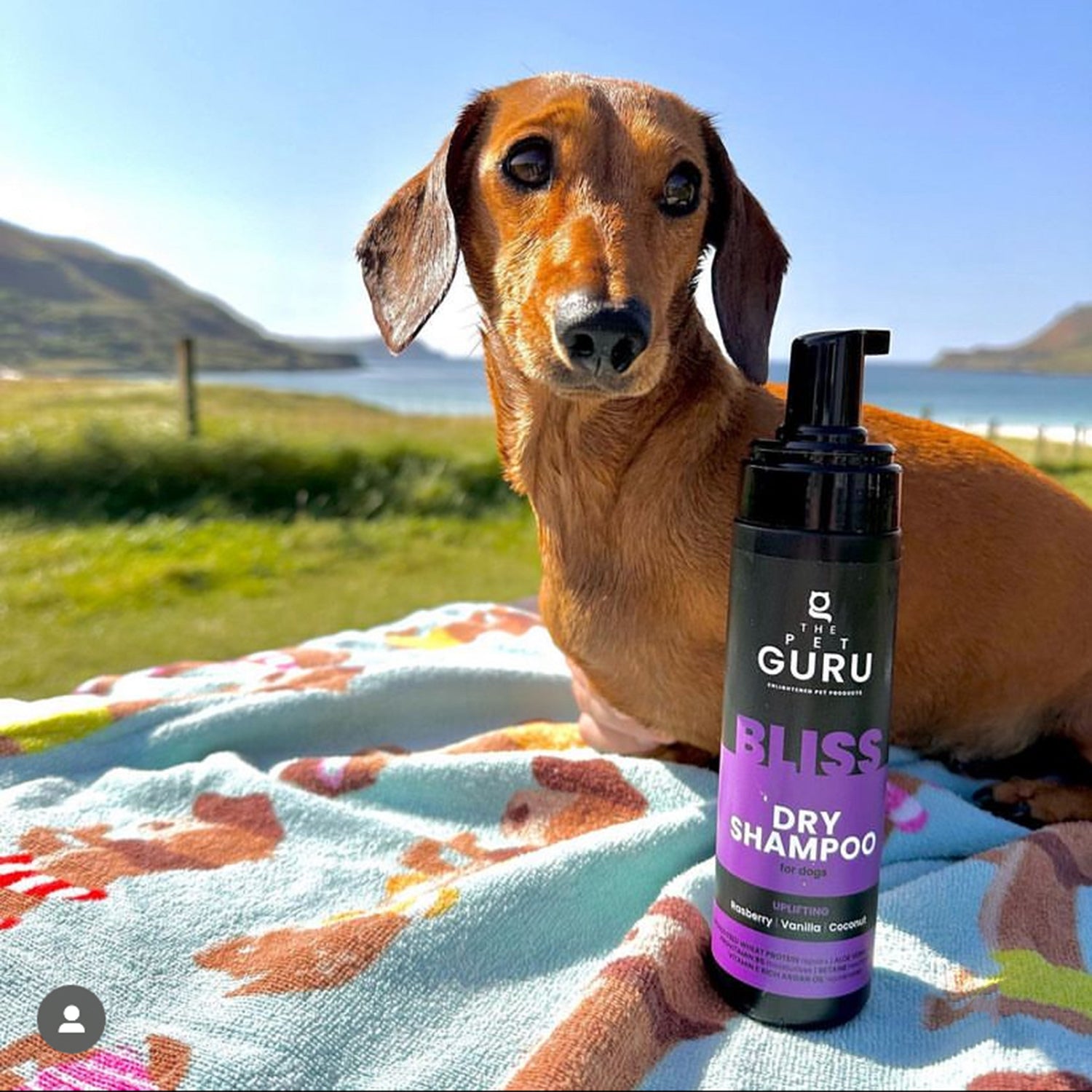 THE PET GURU PROFESSIONAL DOG DRY SHAMPOO BLISS UPLIFTING WATERLESS DOG SHAMPOO