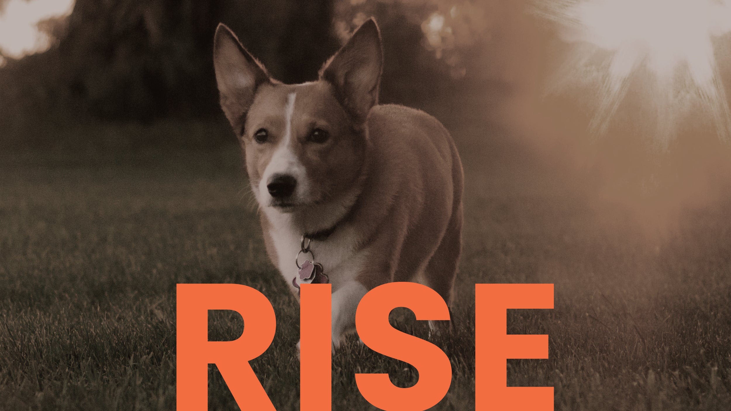 THE PET GURU RISE COLLECTION ENERGISING PROFESSIONAL PET CARE PRODUCTS AND CANDLES