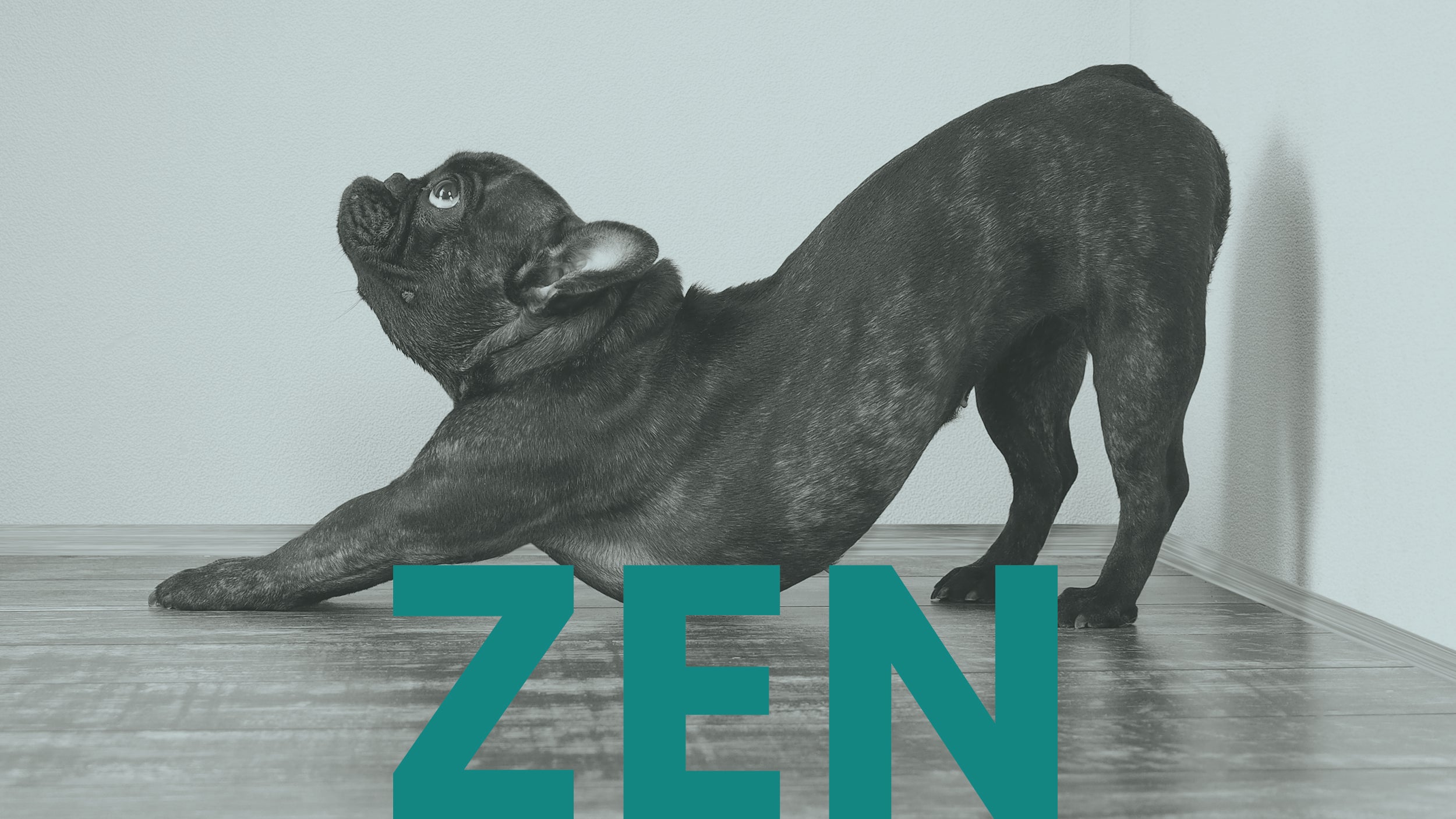 The Pet Guru Zen uplifting professional pet care shampoo grooming and candles