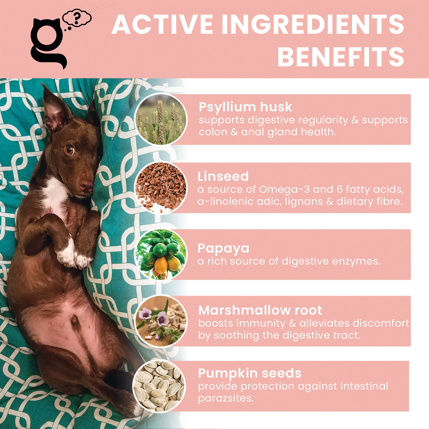 the pet guru - natural tummy settler -tummy guru - digestive powder supplement for dogs - anti scooting - supports digestive function